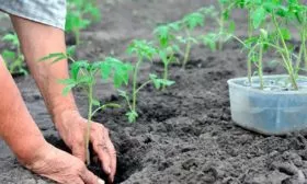 высадка рассады на грядки