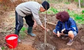 как посадить сливу