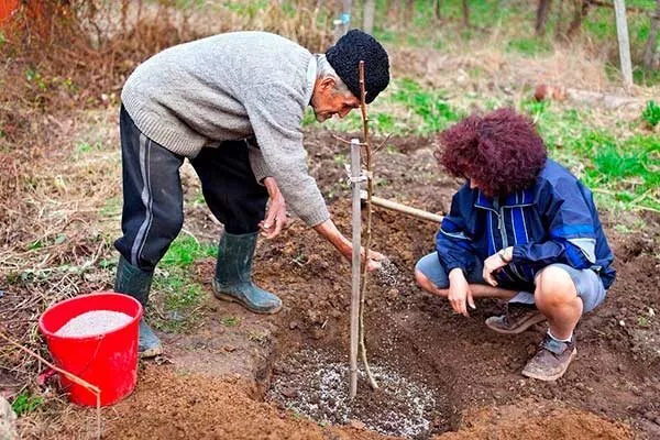 как посадить сливу