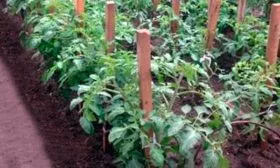 Уход в открытом грунте