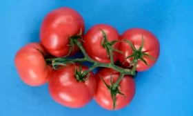 Характеристики, история сорта