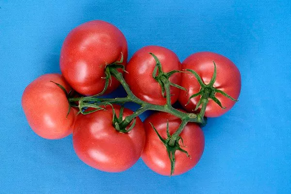 Характеристики, история сорта