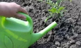 орошение томатов Феля