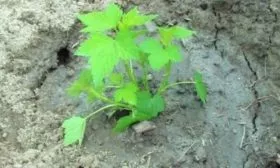 выращивание смородины