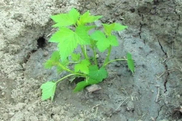 выращивание смородины