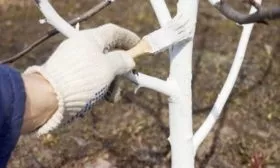 уход за сливой