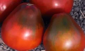 томат Груша черная