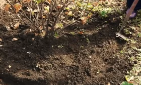 Участок для посадки смородины