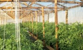 подвязка кустов томата Минусинский медведь