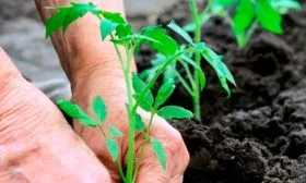 Высадка рассады в грунт