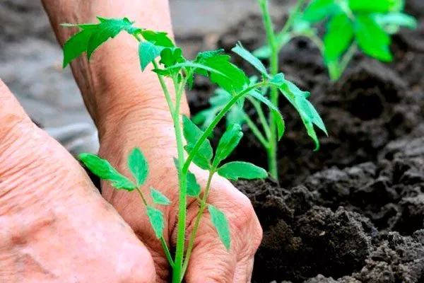 Высадка рассады в грунт