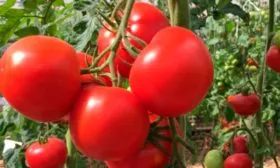 Характеристики томата Огонь