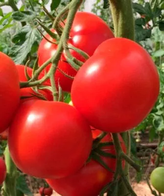 Характеристики томата Огонь