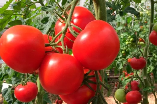 Характеристики томата Огонь