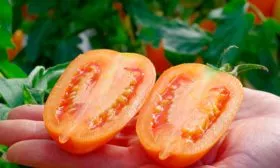 Вкус плодов и их назначение