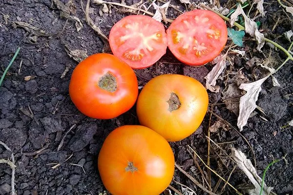 Основные характеристики2