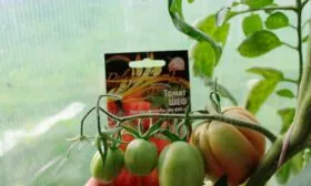 Характеристики сорта