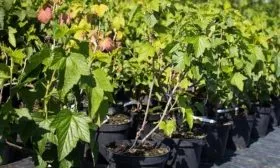 Саженцы смородины