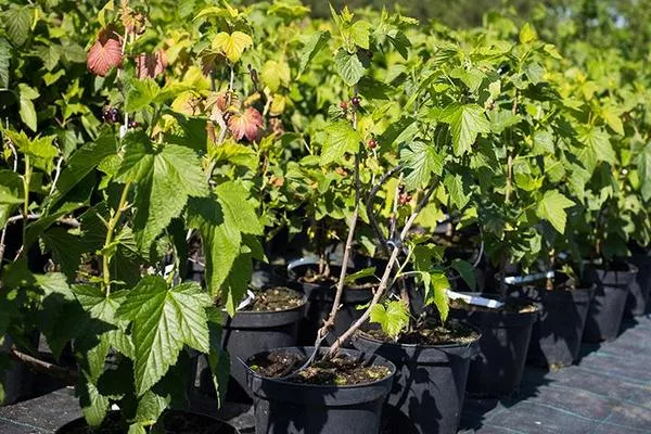 Саженцы смородины