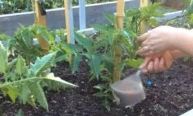 подкормка помидоров