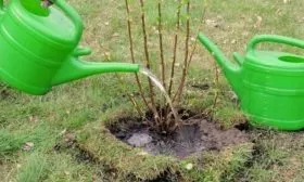 полив смородины Загадка