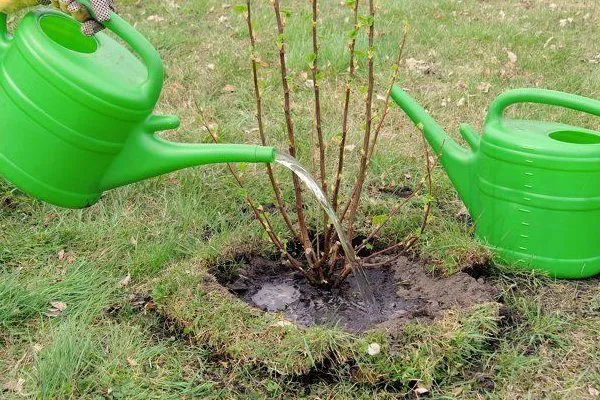 полив смородины Загадка