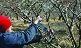 обрезка сливы