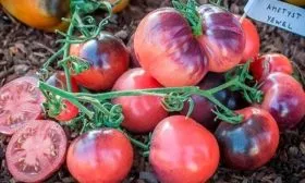 томат Аметистовая драгоценность