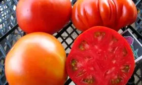 Вкус плодов и их назначение