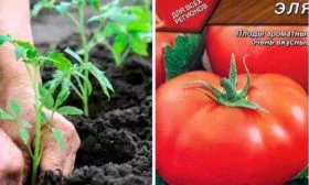 История создания томата Эля