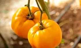 Описание растения и плодов