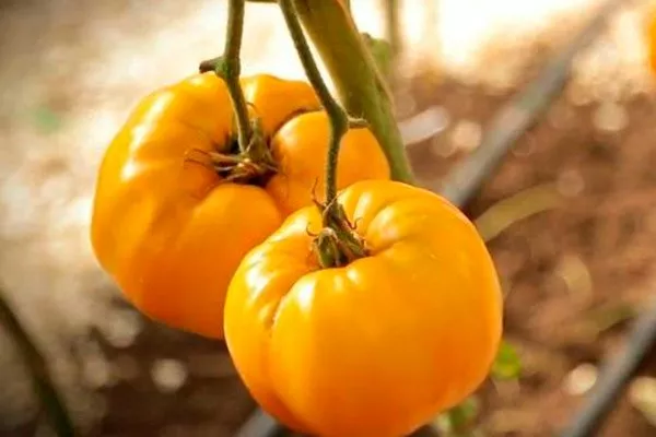 Описание растения и плодов