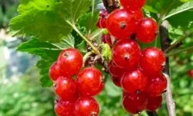 Описание сорта