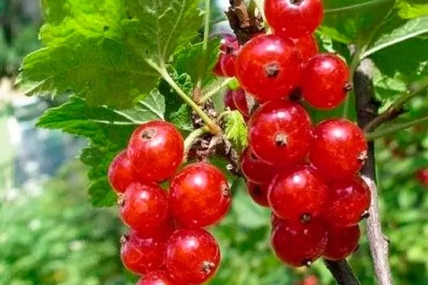 Описание сорта