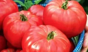 описание плодов