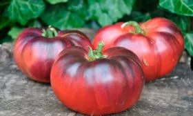 Описание куста и плодов