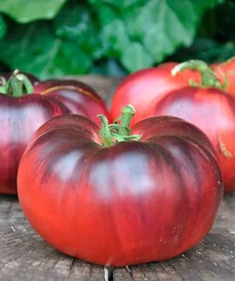 Описание куста и плодов