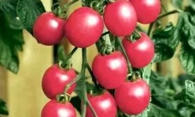 Описание сорта