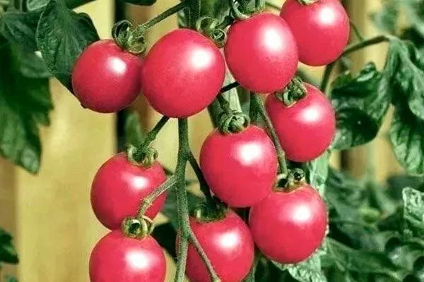 Описание сорта