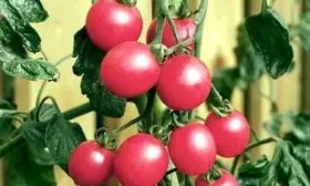 Характеристики сорта