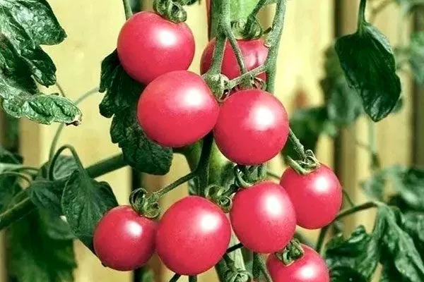 Характеристики