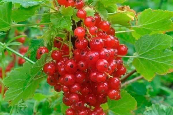 Урожай смородины