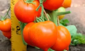 Особенности плодов