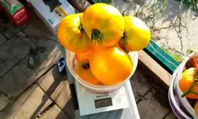 Сбор и хранение урожая