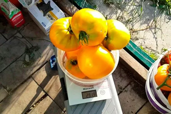 Сбор и хранение урожая