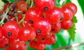 годы смородины Ненаглядная