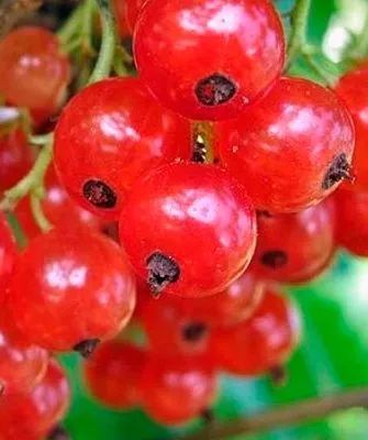 годы смородины Ненаглядная