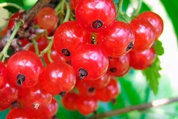 годы смородины Ненаглядная