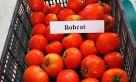 Сбор и хранение урожая