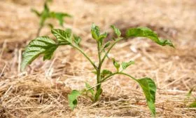 мульчирование томатных кустов